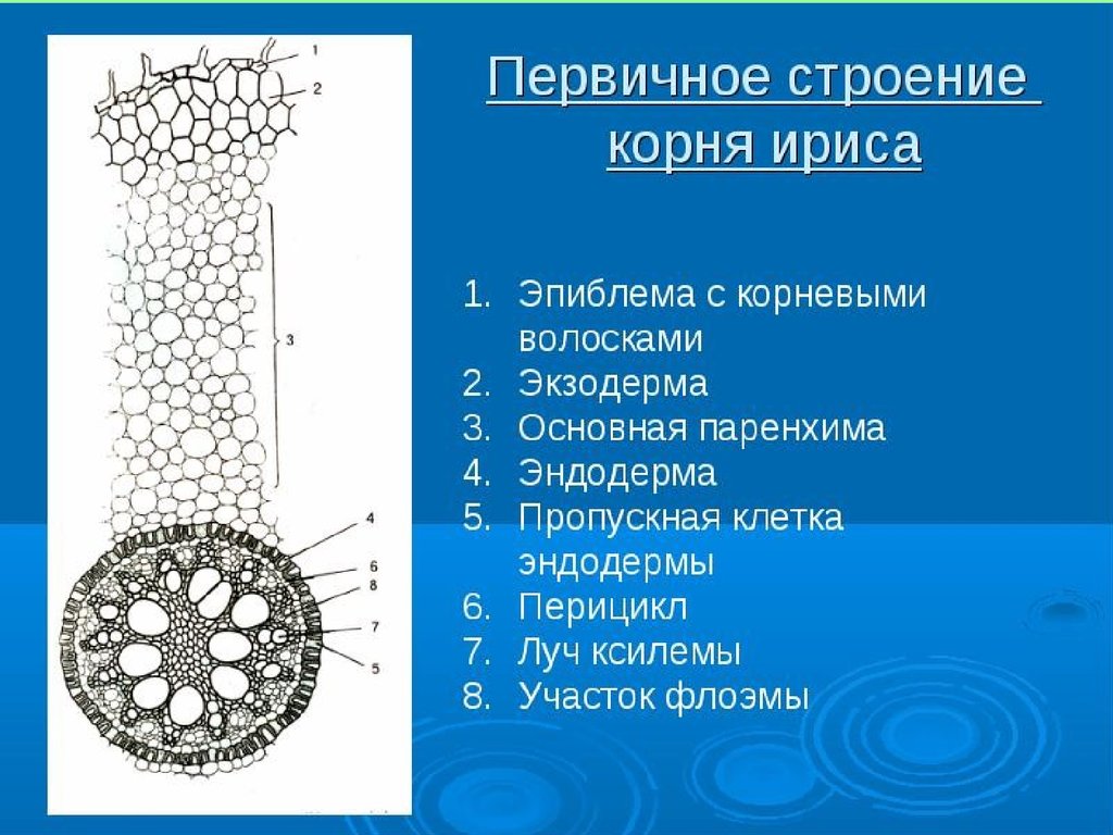 Проводящие элементы корня