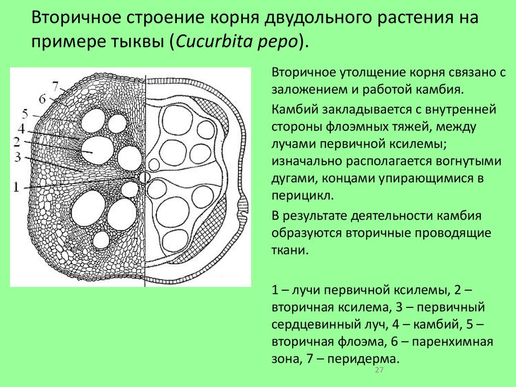 Стебель двудольных. Анатомическое строение корня двудольных растений. Вторичное строение корня двудольного растения. Первичное Анатомическое строение корня тыквы. Вторичное строение корня (поперечный срез корня тыквы).