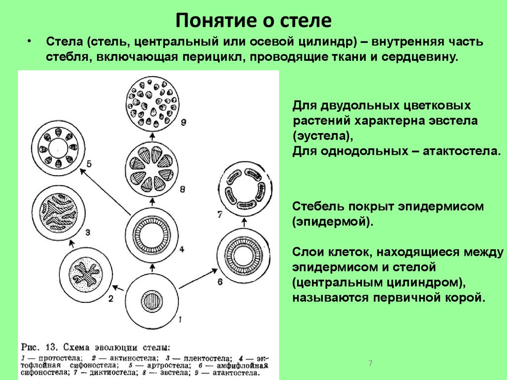 Центральный цилиндр. Строение стебля однодольных и двудольных растений таблица. Строение проводящих тканей у однодольных и двудольных. Стелярная теория ботаника. Проводящая система стеблей однодольных и двудольных растений.