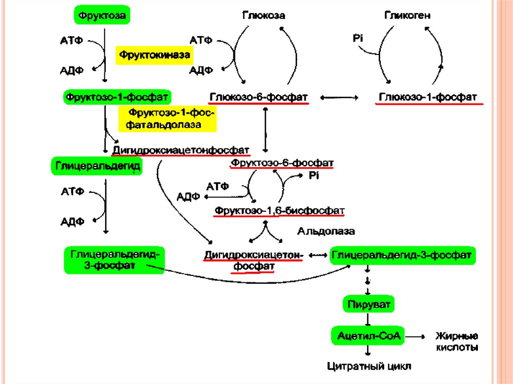 Цитратный цикл. Глицеральдегид 3 фосфат в пируват. Фруктоза + АТФ. Нарушения метаболизма фруктозы. Образование пирувата из глицеральдегид 3 фосфата.