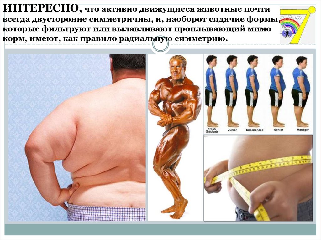ИНТЕРЕСНО, что активно движущиеся животные почти всегда двусторонне симметричны, и, наоборот сидячие формы, которые фильтруют