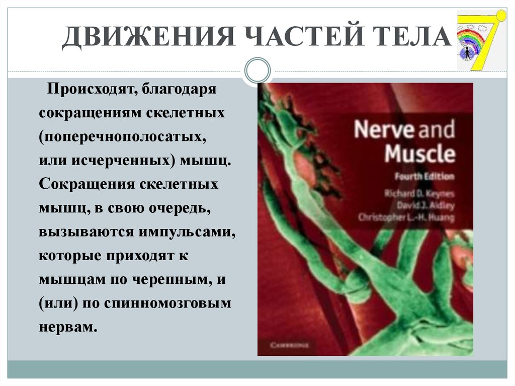 ДВИЖЕНИЯ ЧАСТЕЙ ТЕЛА