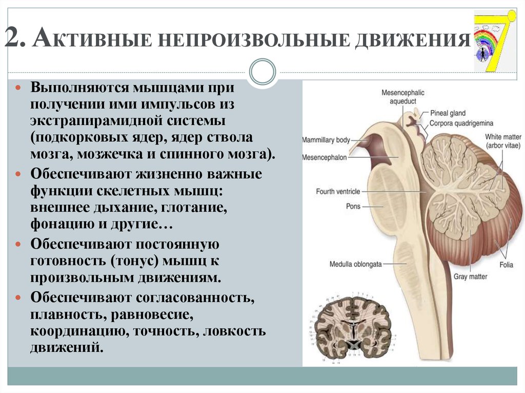 Непроизвольные движения. Произвольные и непроизвольные движения. Произвольные и непроизвольные пути движения. Система непроизвольных движений расположена. Произвольные движения мозг.