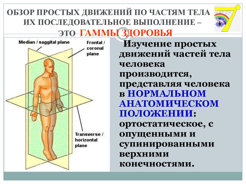 Анатомическое положение тела. Анатомическая позиция человека. Исходное Анатомическое положение. Положение частей тела. Названия движений тела.