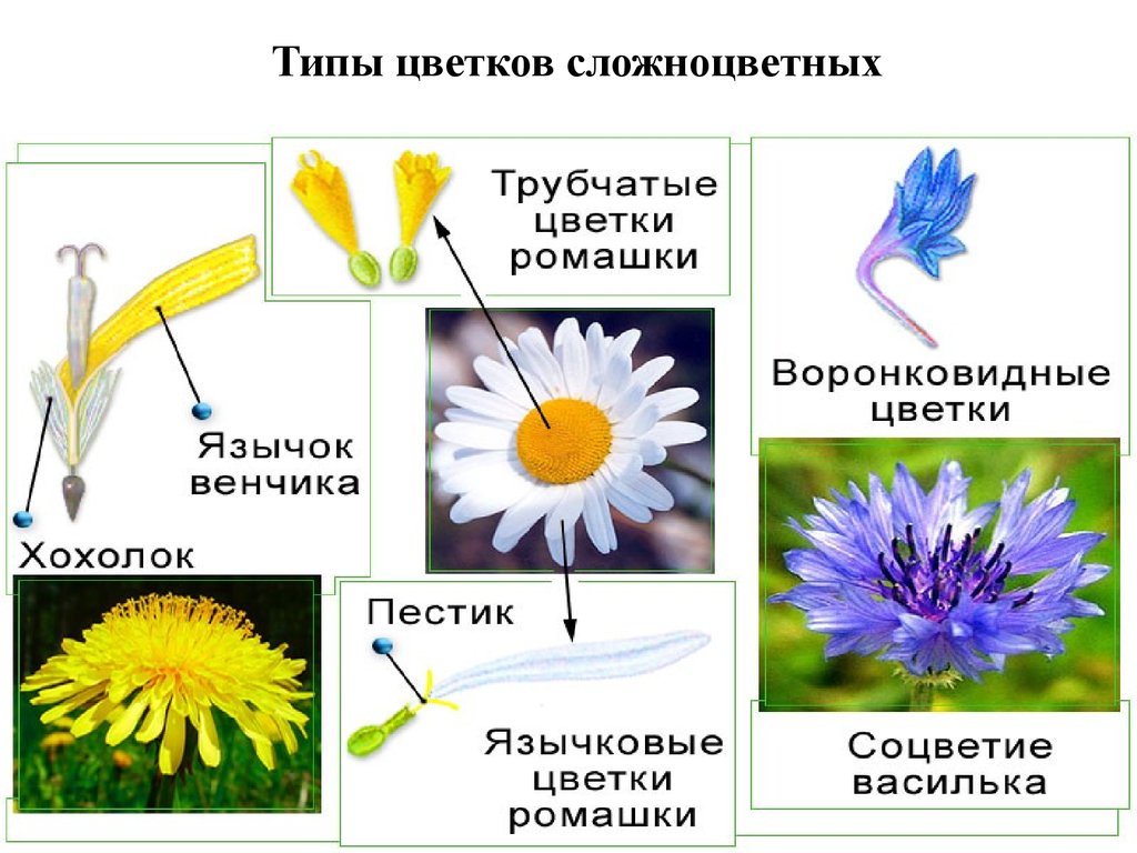 Типы цветков сложноцветных