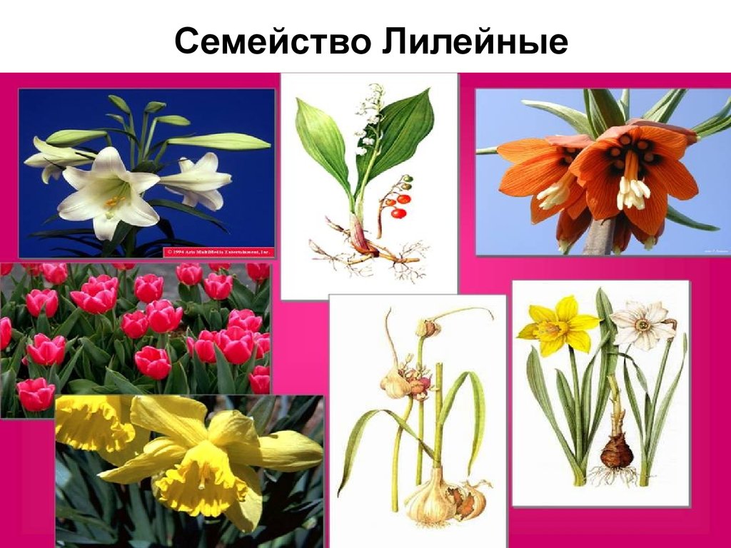 Три примера лилейных. Однодольные растения семейства Лилейные. Однодольные Лилейные представители. Однодольные Лилейные Лилия. Однодольные семейство Лилейные представители.