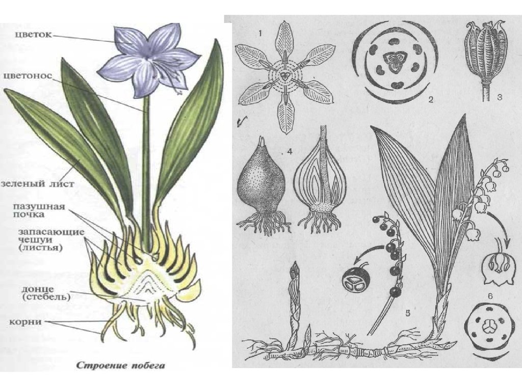 Строение лилии схема