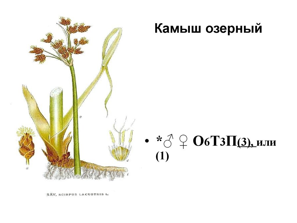 Диаграмма цветка осоковых