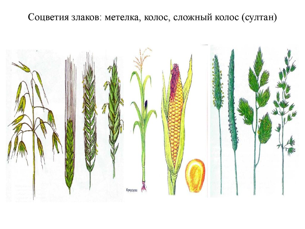 Соцветие злаков. Семейство злаки соцветие. Соцветие Колос семейство злаковые. Соцветия Колос метелка Султан. Соцветие Колос у злаковых.