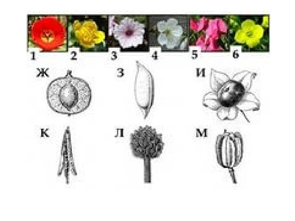 Семейство покрытосеменных на тему ребусы. 5 Ребусов по теме Покрытосеменные растения. Покрытосеменные растения нарисовать рисунок цветным карандашом.