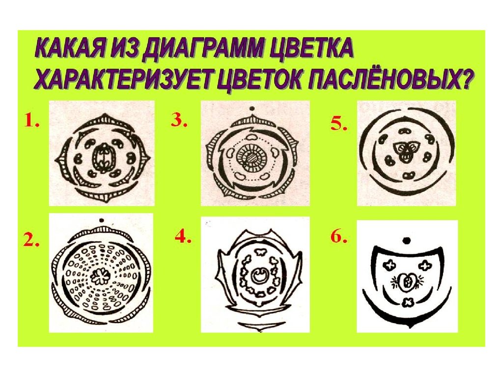 Диаграмма цветка показывает. Диаграмма семейства зонтичные. Диаграмма пасленовых цветков. Диаграмма цветка пасленовых. Семейство злаковые диаграмма цветка.