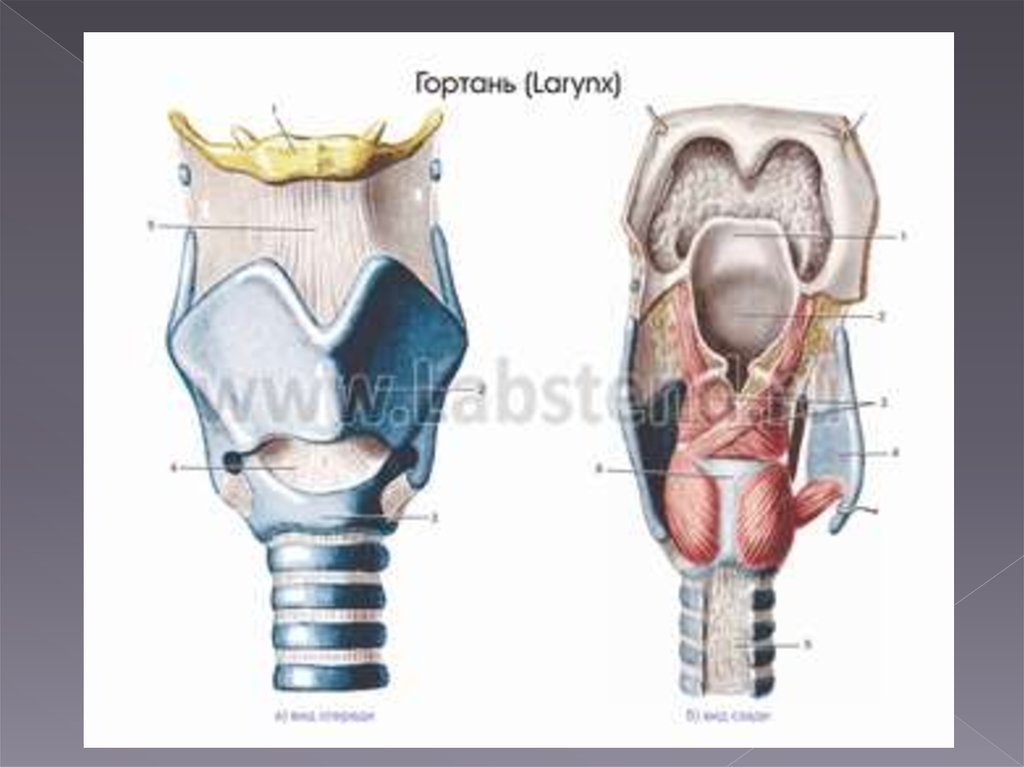 Щитовидный хрящ гортани фото