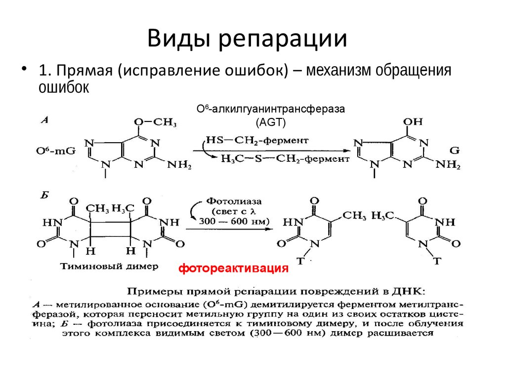 Репарация что это такое простыми словами. Репарационные механизмы ДНК. Фотореактивная репарация ДНК. Фотореактивация механизм репарации. Репарация ДНК виды.