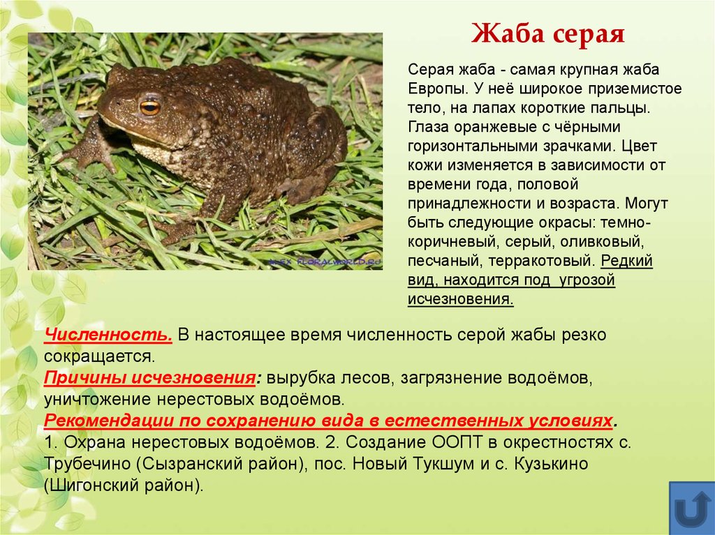 Развитие серой жабы. Серая жаба самая крупная жаба в Европе. Серая жаба описание. Серая жаба среда обитания. Серая жаба развитие.