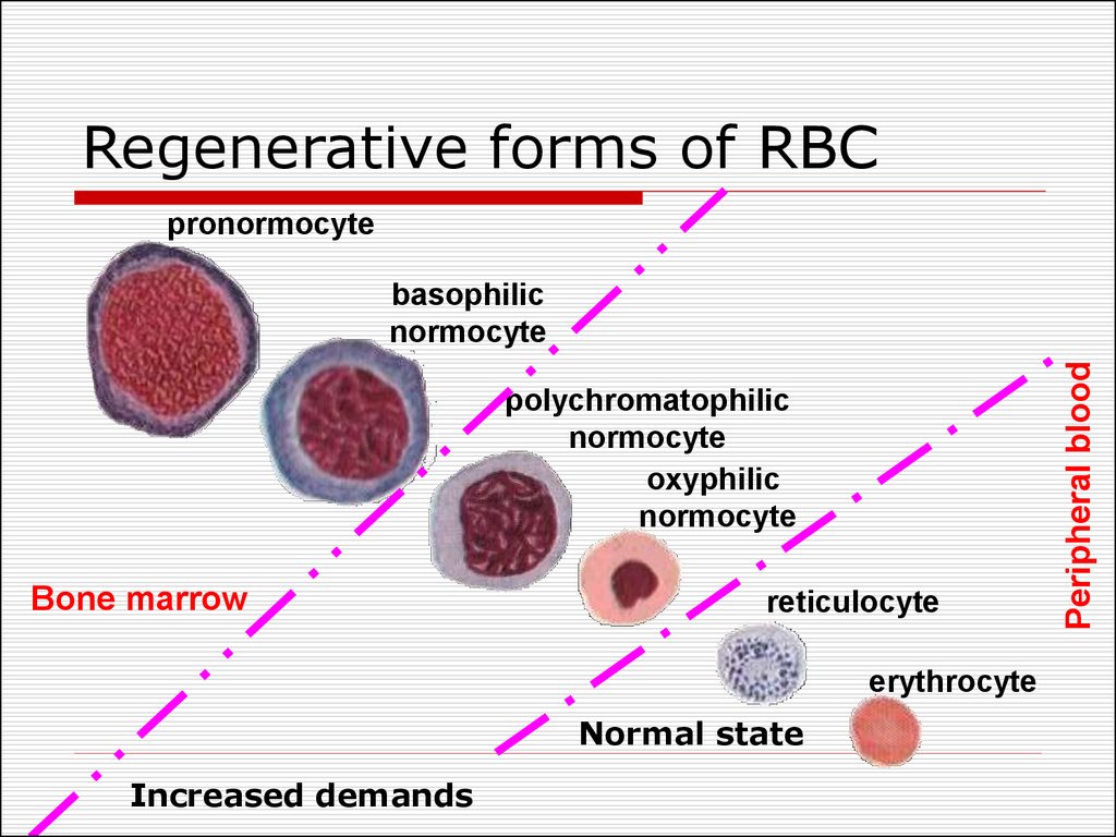 Regenerative forms of RBC