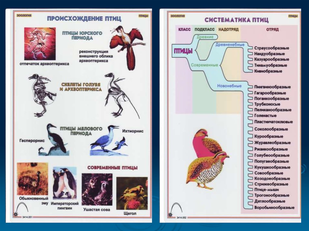 Закончите заполнение схемы класс птицы надотряд представители