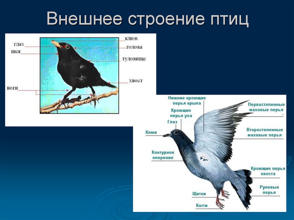 Внутреннее строение птиц связанные с полетом