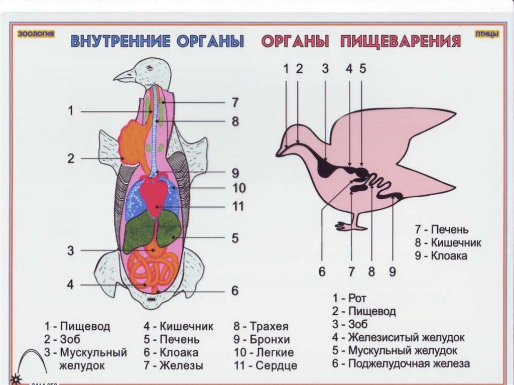 План внутреннее строение птиц