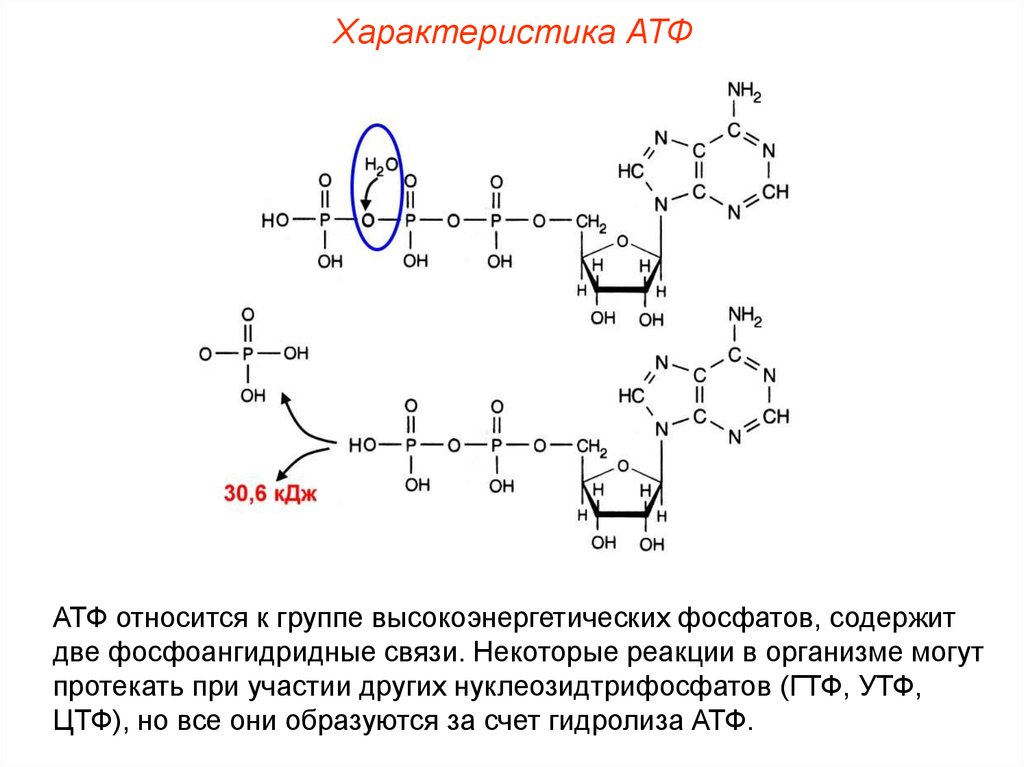 Гидролиз атф. Фосфатная группа АТФ. ГТФ УТФ ЦТФ. Гидролиз ЦТФ. ЦТФ биохимия.