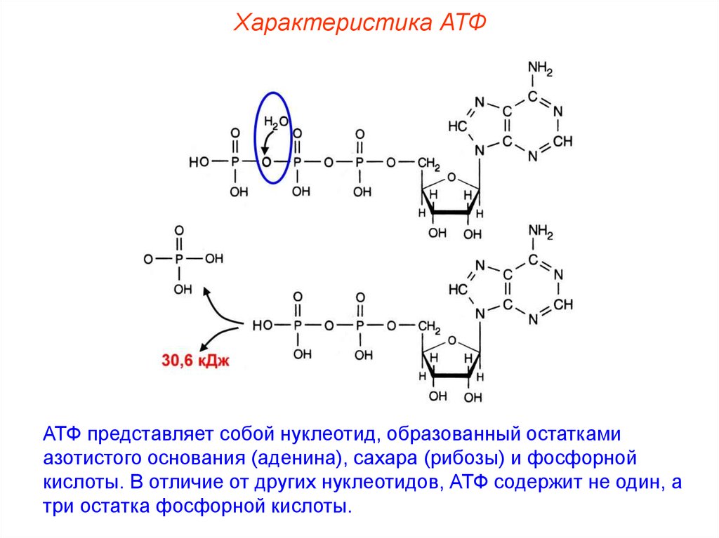 Азотистое основание атф. Структура цепей АТФ. Нуклеотид АТФ. АТФ полимер. Строение нуклеотида АТФ.