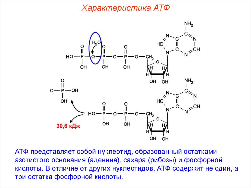 Атф азотистое