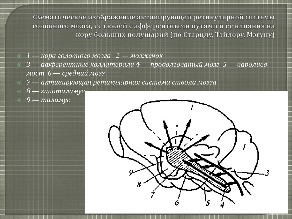 Речевые системы мозга. Таламус коллектор афферентных путей. Ретикулярная система мозга. Ретикулярная активирующая система мозга. Афферентные волокна мозжечка.