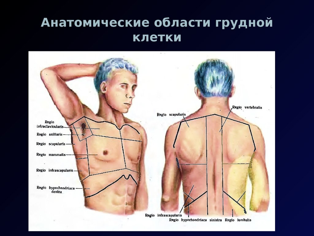 Боли под правой грудиной. Области груди анатомия. Области грудной клетки. Области на грудной клетке ссдаи. Болит слева под грудной клеткой спереди.
