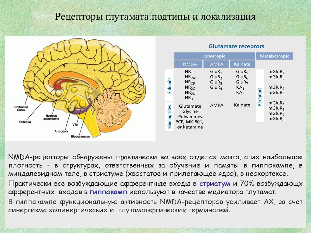 Рецепторы головного мозга. Глутаматные рецепторы головного мозга. Рецепторы глутамата. Глутамат рецепторы локализация. Глутамат рецепторы.