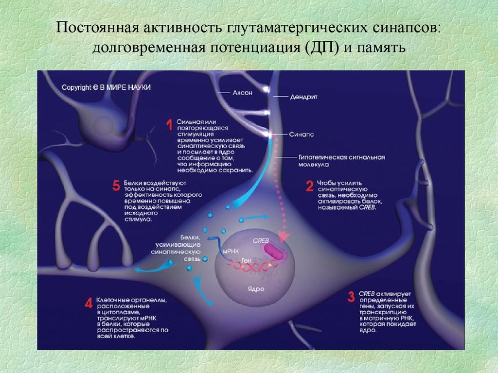Постоянная активность глутаматергических синапсов: долговременная потенциация (ДП) и память