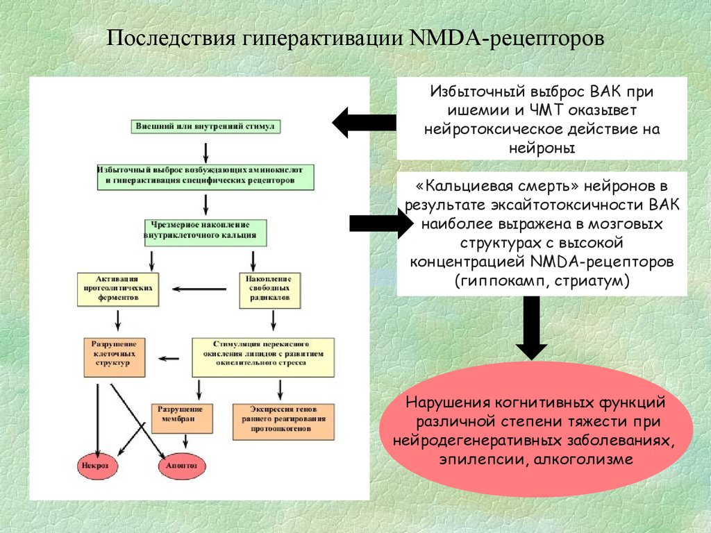 Последствия гиперактивации NMDA-рецепторов