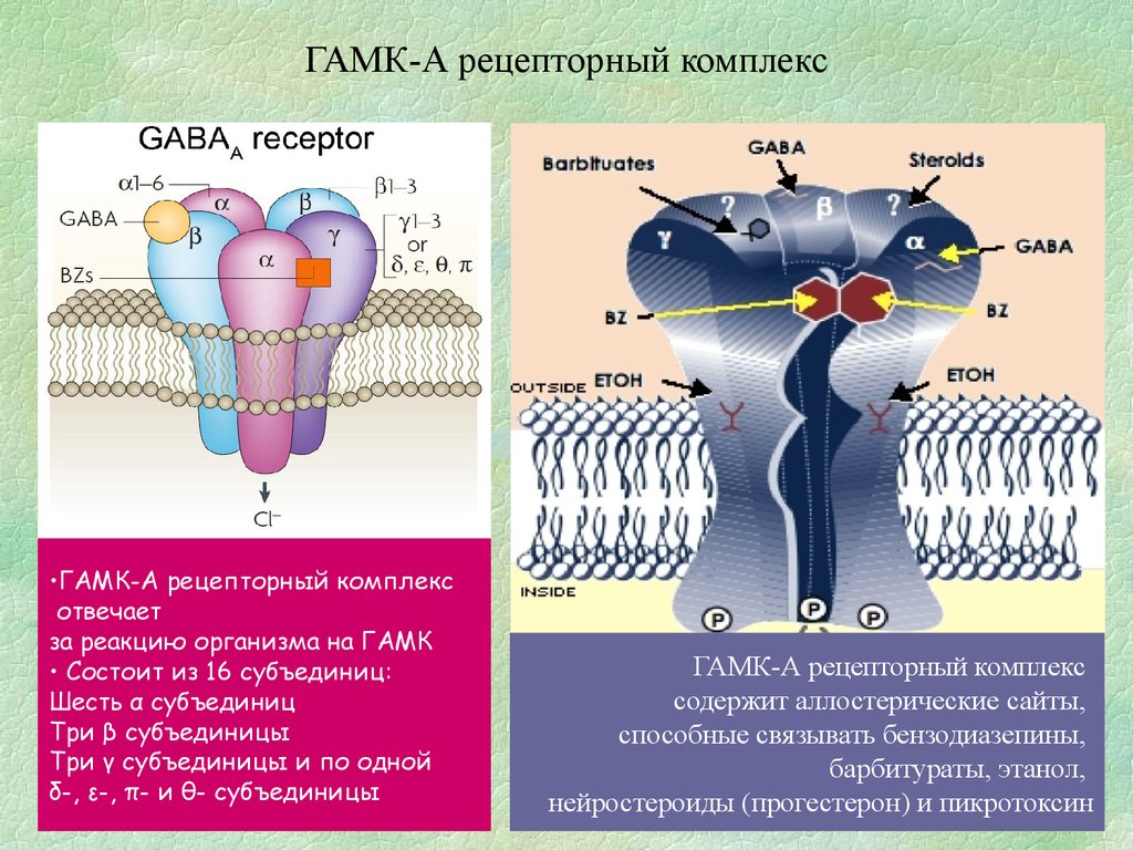 ГАМК-А рецепторный комплекс
