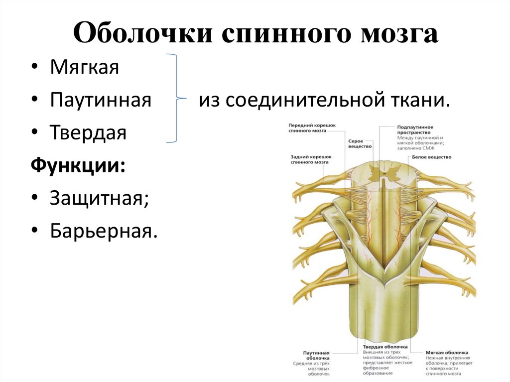 Функция соединительной оболочки. Строение оболочек спинного мозга. Строение твердой оболочки спинного мозга. Строение и функции оболочек спинного мозга. Схема.. Спинной мозг наружное строение оболочки анатомия.