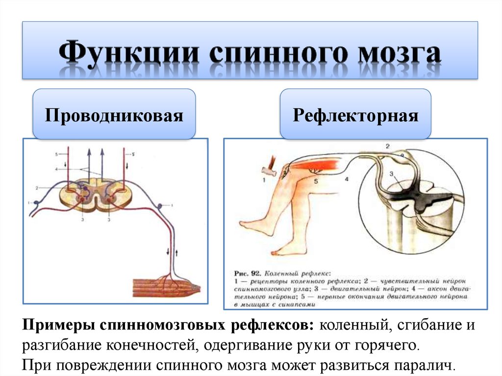 Примеры нервных рефлексов. Рефлекторная и проводниковая функции спинного мозга. Примеры рефлекторной функции спинного мозга. Функции нервной системы рефлекторная и проводниковая. Функции спинного мозга рефлекторная и проводниковая примеры.
