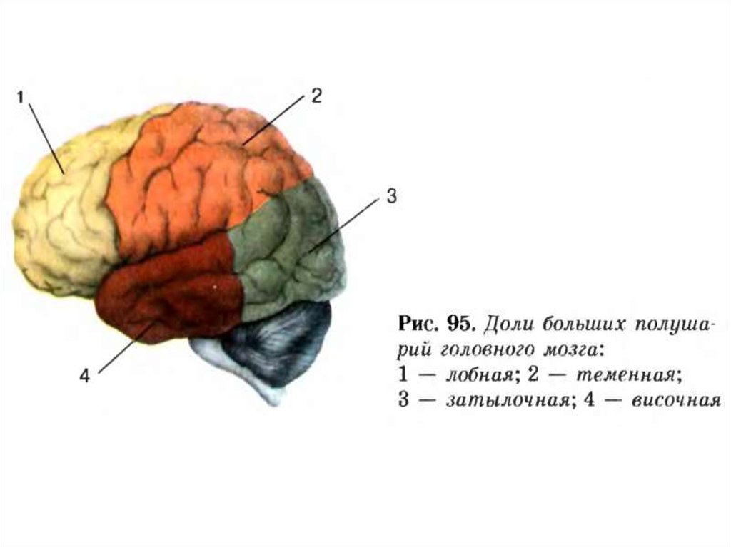 Доли коры головного мозга рисунок