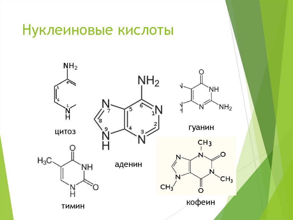 Нуклеиновые кислоты 10 класс презентация