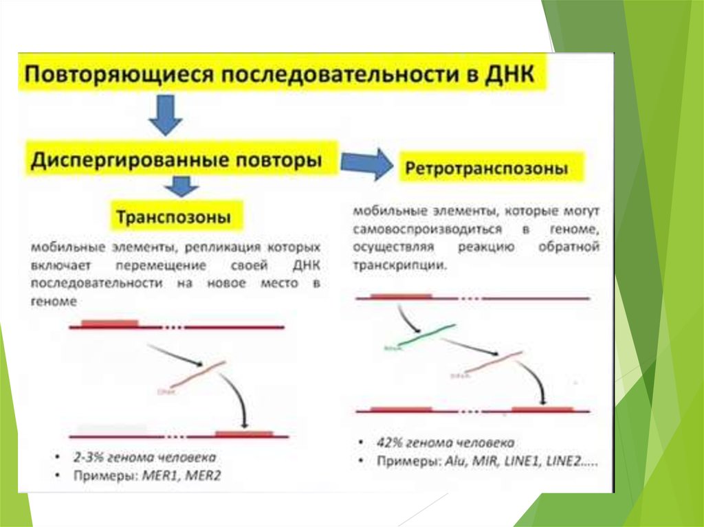 Последовательность днк. Повторяющиеся последовательности ДНК. Уникальные и повторяющиеся последовательности ДНК. Диспергированные последовательности ДНК. Повторяющиеся последовательности.