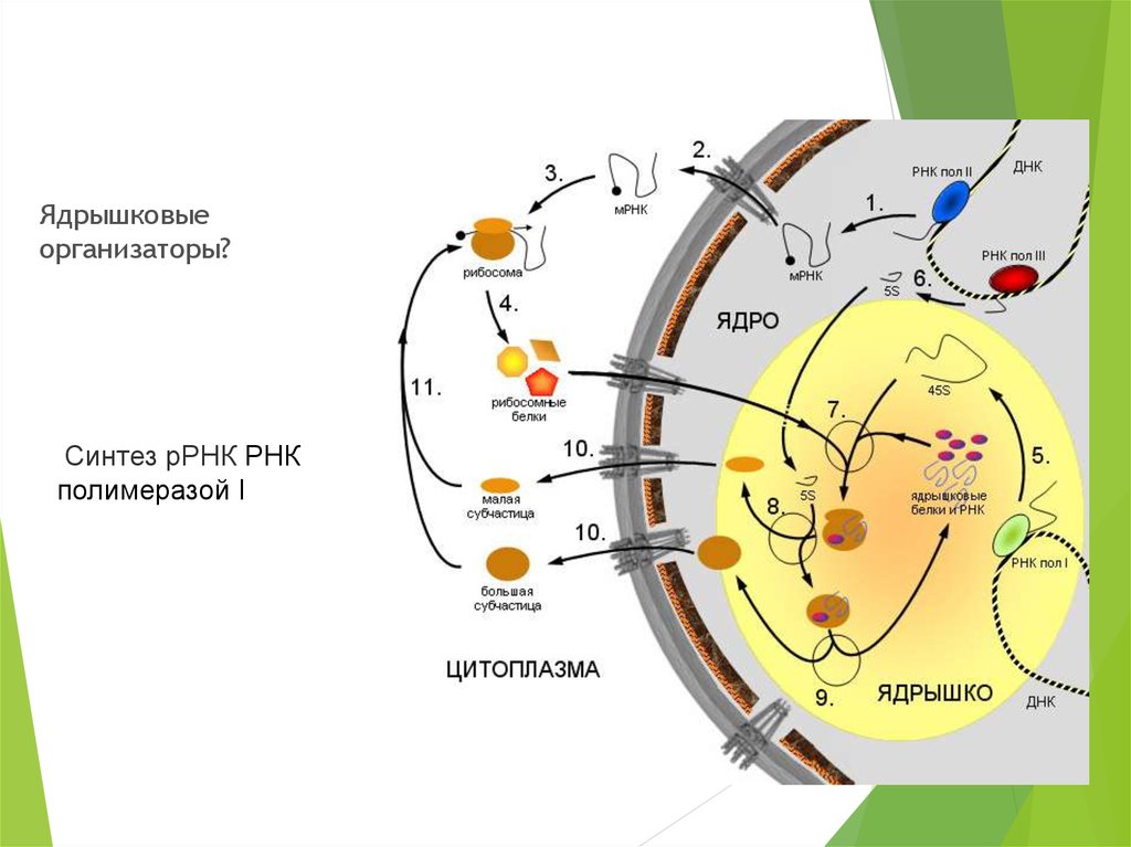 Синтез рибосомальных рнк. Схема строения ядрышка ядрышковый организатор. Ядрышковый организатор это. Ядрышковые организаторы хромосомы. Ядрышковые организаторы расположены.