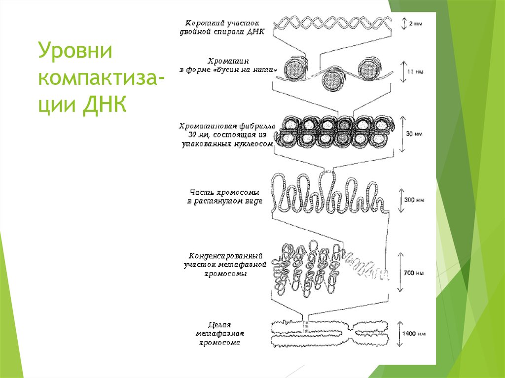 Рассмотрите рисунок на котором представлена схема компактизации упаковки наследственного материала