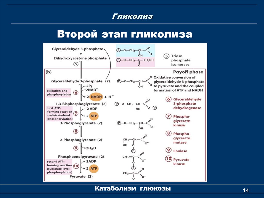 Этап катаболизма глюкозы. Схема 2 этапа гликолиза. Общая схема гликолиза биохимия. Гликолиз схема с формулами. Гликолиз краткая формула.
