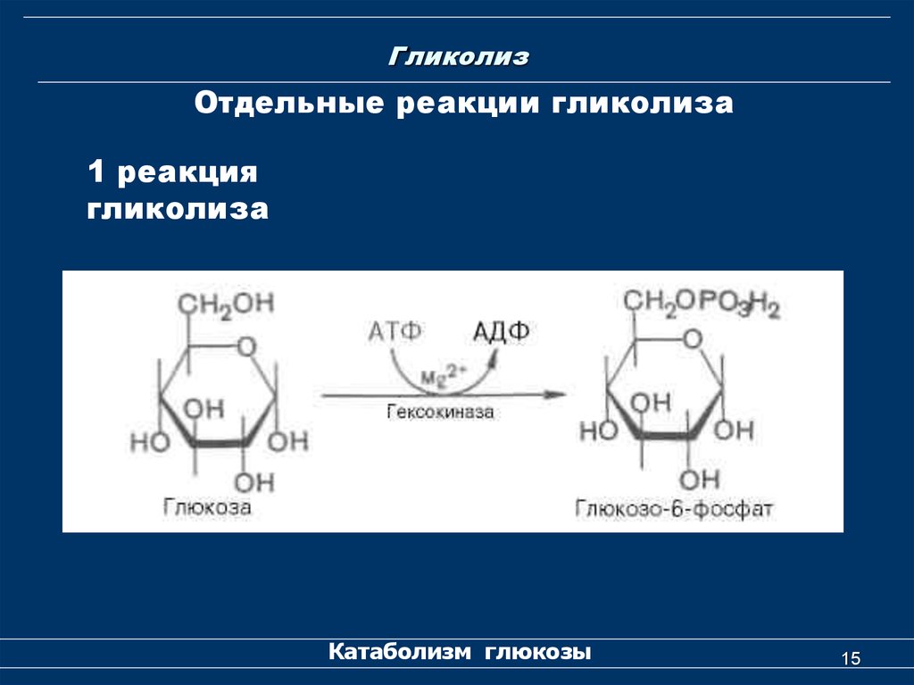 First reaction. Гликолиз реакции с АТФ. Гликолиз 1 этап реакции. Гликолиз 2 этап. 4 Реакция гликолиза.