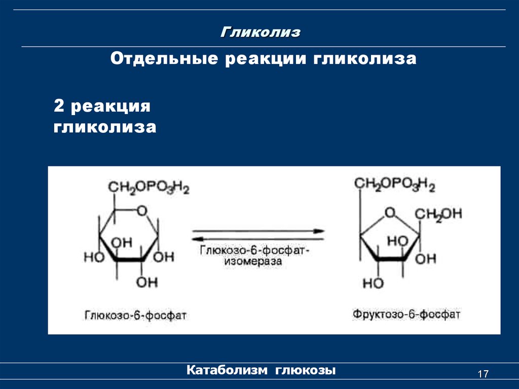 Схема реакций гликолиза