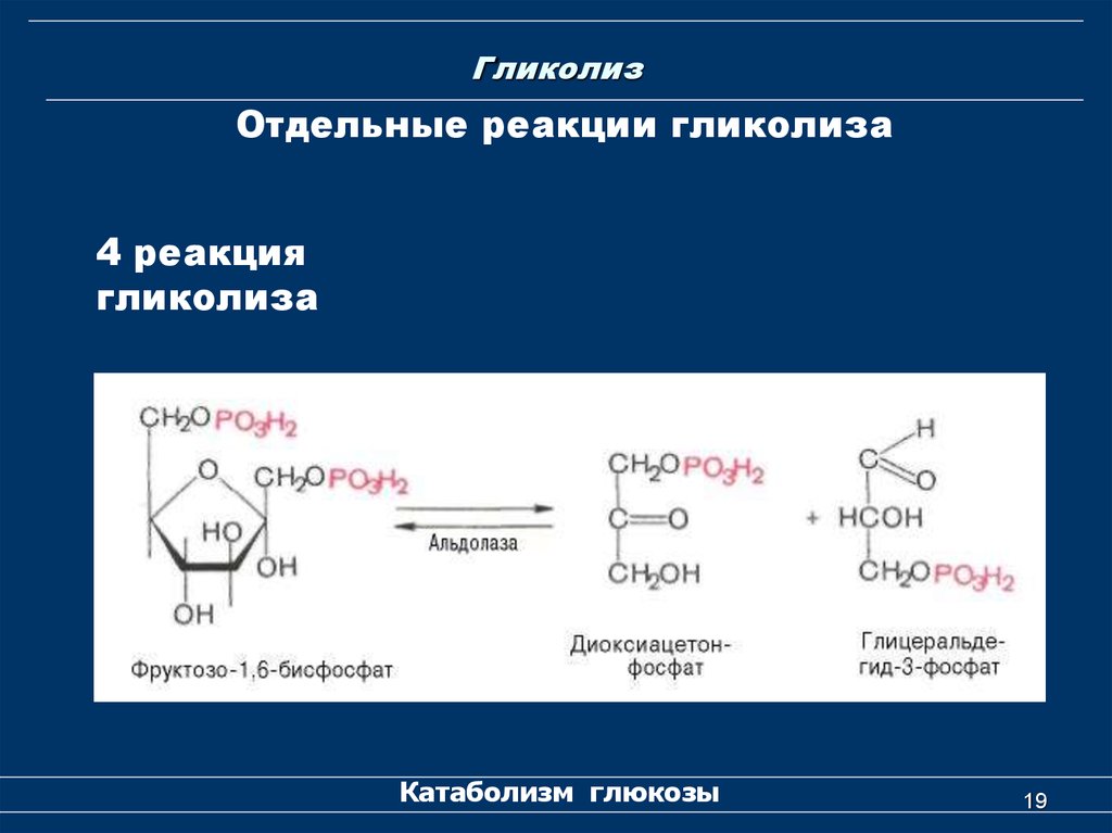 Гликолиз последовательность реакций. 10 Реакций гликолиза биохимия. 4 Реакция гликолиза. Анаэробный гликолиз биохимия реакции. Коферменты гликолиза.
