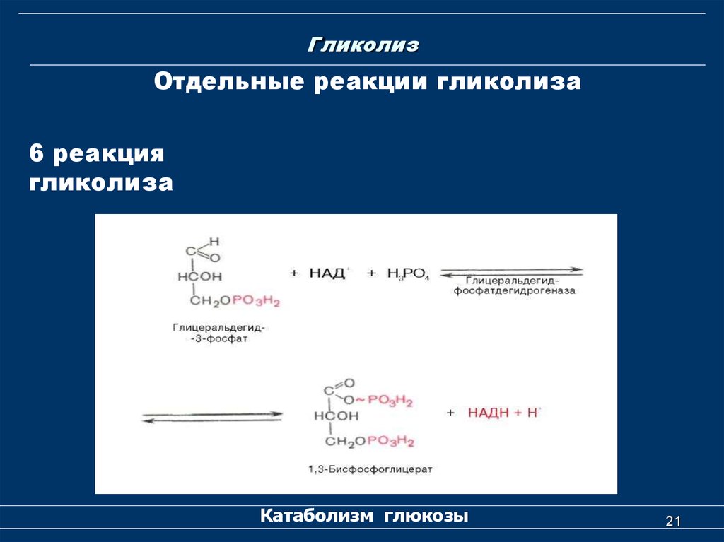 Гликолиз последовательность реакций. 5. Гликолиз. Гликолиз реакции. 6 Реакция гликолиза. Аэробный гликолиз реакции биохимия.