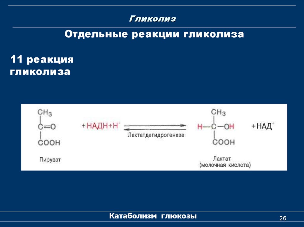 Гликолиз последовательность реакций. Аэробный гликолиз 11 реакций. Реакции гликолиза 11 реакций. 11 Реакция анаэробного гликолиза. Гликолиз формулы биохимия.