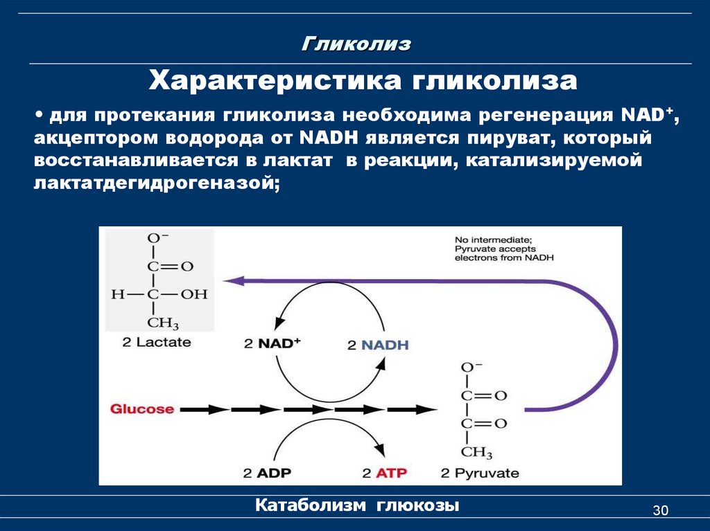 Аэробное фосфорилирование глюкозы. Процесс гликолиза формула. Гликолиз биохимия реакции схема. Строение гликолиза. Гликолиз схема с формулами.