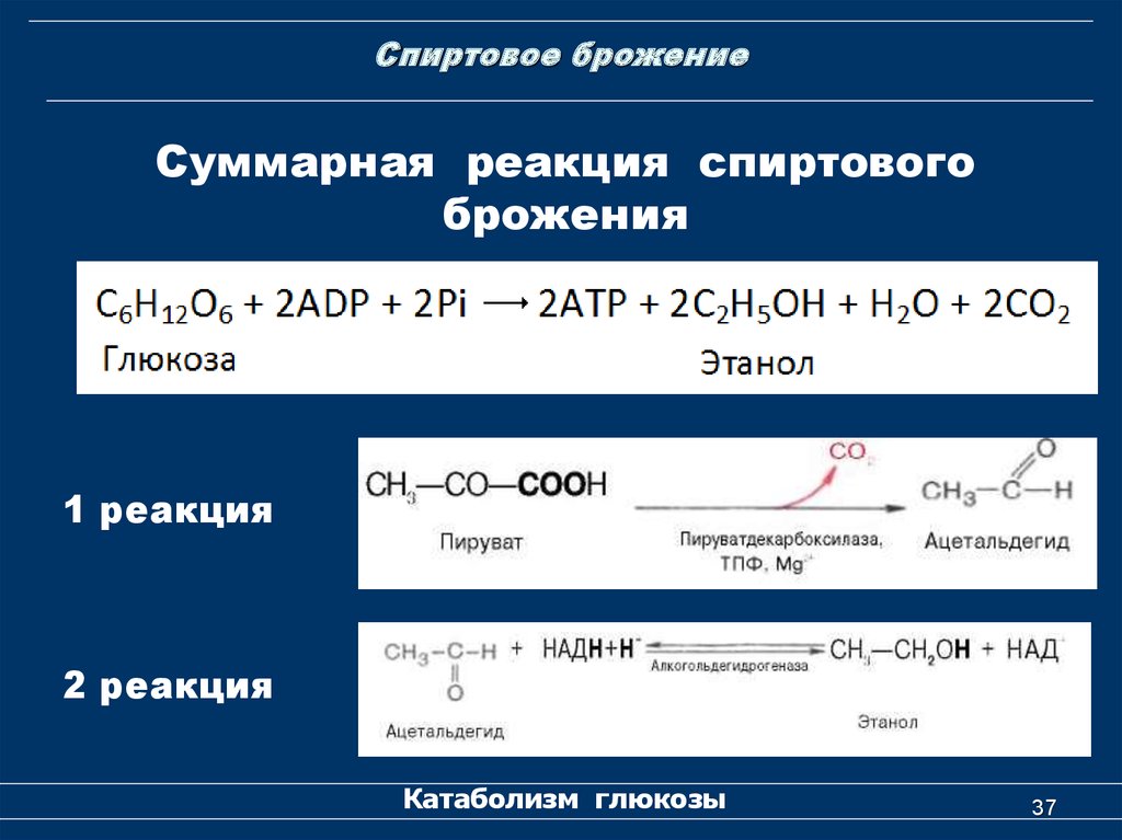 Конечные продукты реакций. Суммарное уравнение спиртового брожения. Суммарная реакция спиртового брожения. Спиртовое брожение Глюкозы биохимия реакции. Реакция спиртового брожения сахарозы.