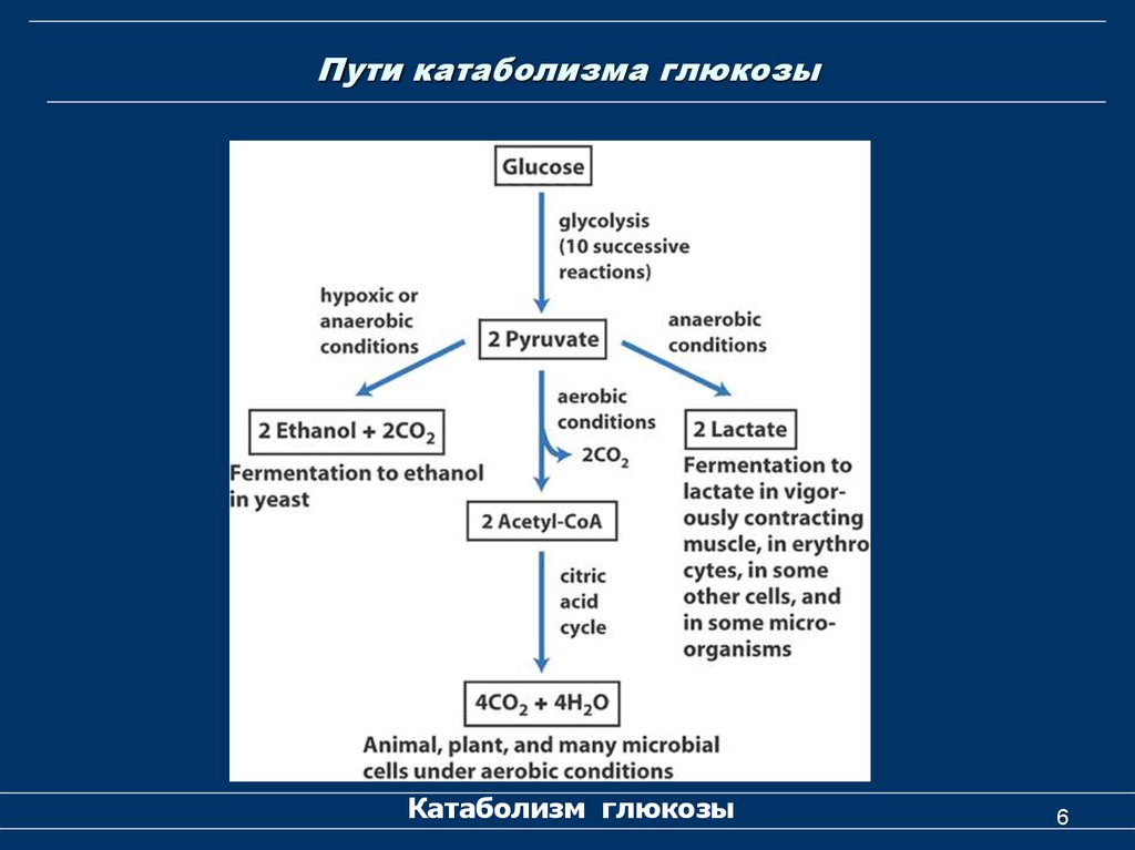 Схема катаболизма глюкозы