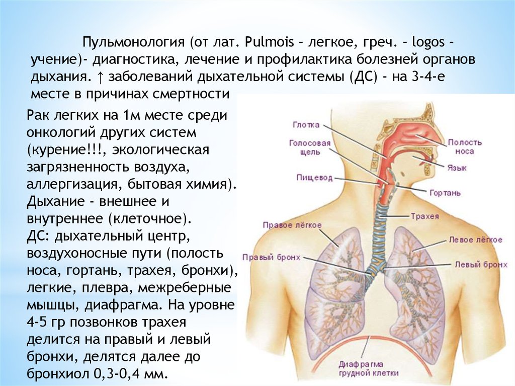 Пульмонолог это. Болезни дыхательной системы. Пульмонология заболевания органов дыхания. Болезни дыхательной системы дыхание. Диагностика болезней органов дыхания пульмонология.