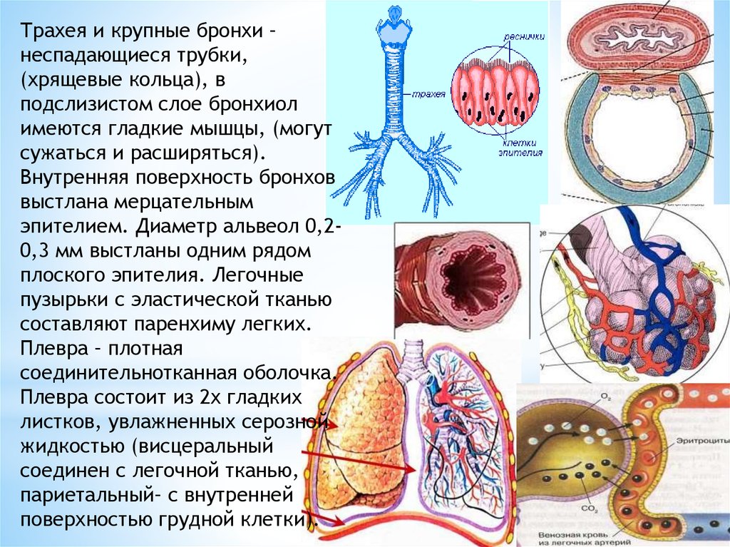 Оболочки бронхов. Стенки трахеи и бронхов. Бронхи выстланы эпителием. Трахея и крупные бронхи. Трахея и крупные бронхи выстланы.