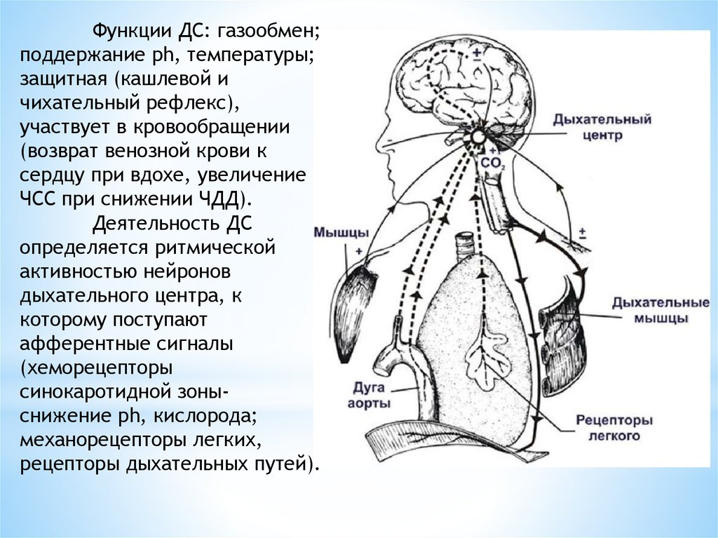 Рефлекторная дуга рефлексов кашель. Кашлевой рефлекс физиология. Кашлевой рефлекс схема. Рефлекторная дуга кашлевого рефлекса. Нарушение кашлевого рефлекса.